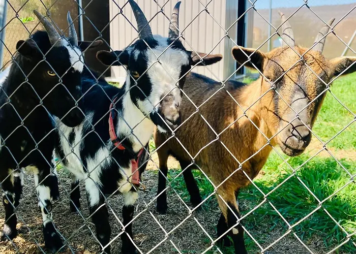 El Rincon De Willy *